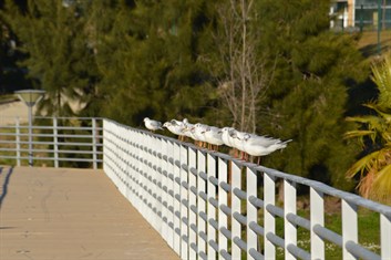 Pel maritimom 02.JPG